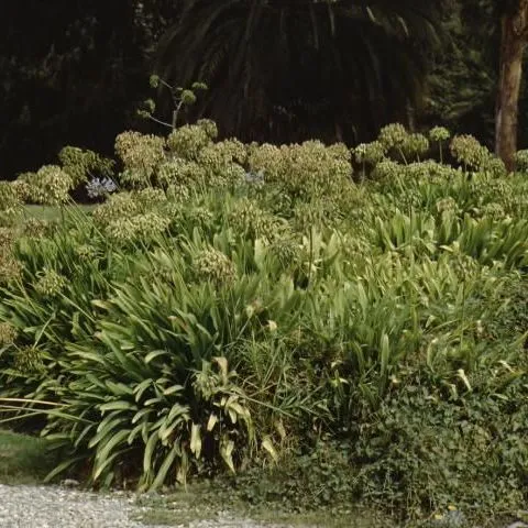 thumbnail for publication: Agapanthus orientalis: Agapanthus, African Lily, Lily of the Nile